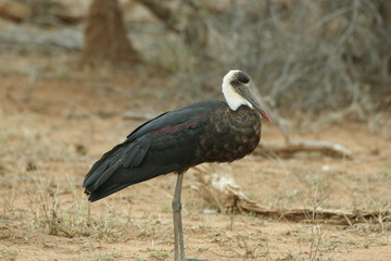 Fototapeta premium SONY DSC