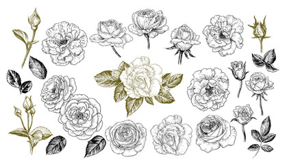   A collection of roses sketches. Varied vector roses, buds and leaves in vintage style. - obrazy, fototapety, plakaty