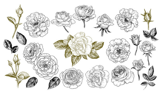   A collection of roses sketches. Varied vector roses, buds and leaves in vintage style.