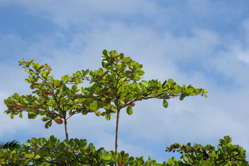 Tropical tree top on blue sky
