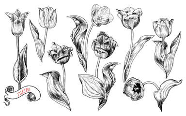 A collection of tulip's sketches. Botany. Vintage flowers. Vector black and white illustration in the style of engraving.