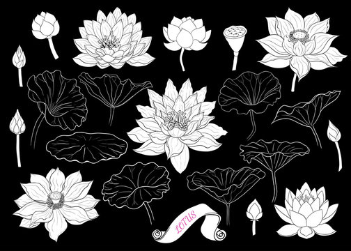 Set Of Lotus Silhouettes Linear Vector Drawing Of Lotus Flowers Buds And Leaves Isolated Elements In Sketch Style Stock Vector Adobe Stock