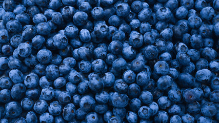 Fresh blueberry background. Texture blueberry berries close up.
