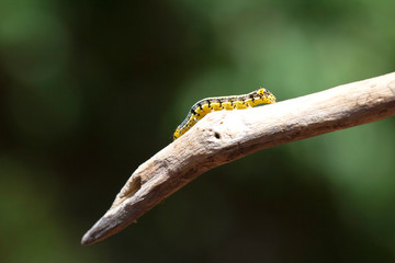 Caterpillar perched on a branch, a butterfly caterpillars before.
