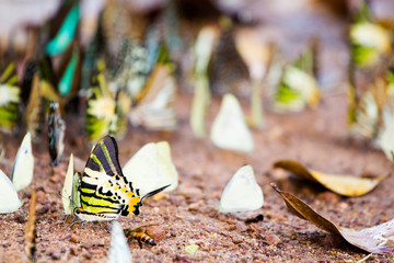butterflies swarm eats the minerals in the soil, Pang Sida, Sa Kaeo, Thailand.