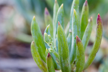 Close up of green plants in the garden, selective focus.