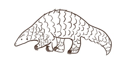 Pangolin or scaly anteater, a scales covered mammal from tropical areas such as Africa and Asia.