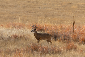 Buck Whitetail Deer in the Rut in Colorado in Fall