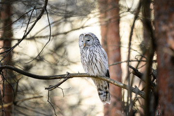ural owl on tree branch