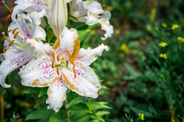  Beautiful colored spring flowers blurred background