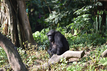 Chimpanzee, a kind of apes