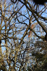 ジェットコースターの歓声が聞こえる公園