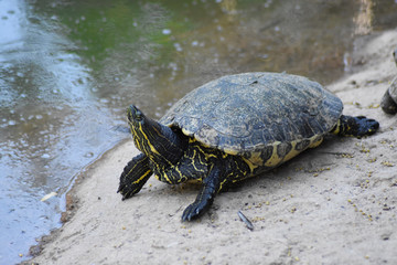 turtle