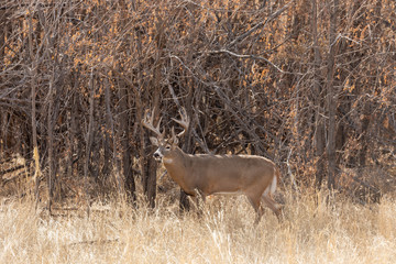 Buck Whitetail Deer in the Rut in Colorado in Fall