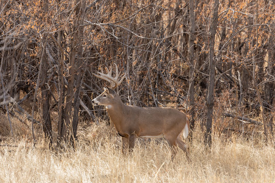 Buck Whitetail Deer in the Rut in Colorado in Fall