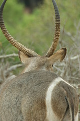 Fototapeta premium SONY DSC