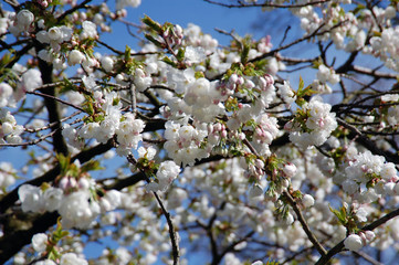 Blooming fruit tree flowers and spring blossom.