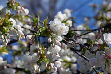 Blooming fruit tree flowers and spring blossom.