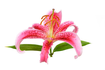 Pink color lily