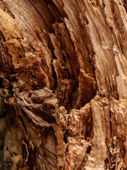 dark brown old wooden background