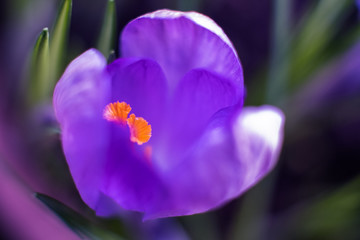 Purple spring crocus flower macro closeup with selective focus. Spring background with flowering violet crocus. Crocus Iridaceae. Flower with water drops.