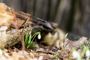 Beautiful snowdrops in spring forest. Tender spring flowers snowdrops with water drops harbingers of warming symbolize the arrival of spring. Scenic view of the spring forest with blooming flowers