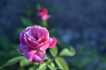 pink rose in garden