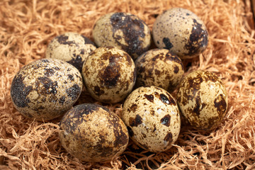 Naklejka na ściany i meble close-up of a quail egg on a background of wood shavings