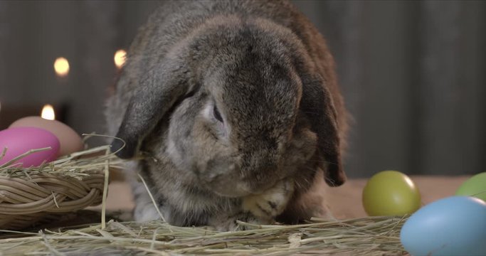 Close-up of a little rabbit self cleaning the fur on easter festive desk. Easter day concept, summer vacation, slow motion.