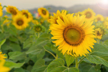 Fototapeta premium Field of Sunflower blooming in Sunflowers garden