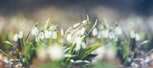Panoramic view to spring flowers in the forest. White blooming snowdrop folded or Galanthus plicatus in the forest background. Spring day, dolly shot, close up, shallow depths of the field