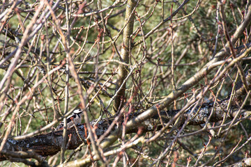 Wer versteckt sich hier