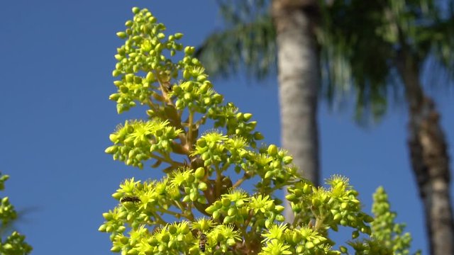 Bees on a bright yellow aeonium arboreum flower - low angle
