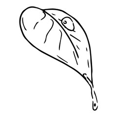 Spring leaf icon. Vector of a young leaflet. Hand drawn  spring leaf with drops.
