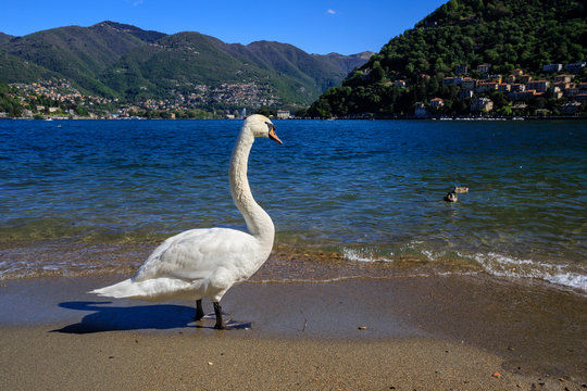 cigno nel lago di Como