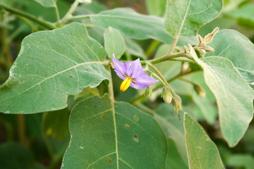 egg plant tree and leaf nature background