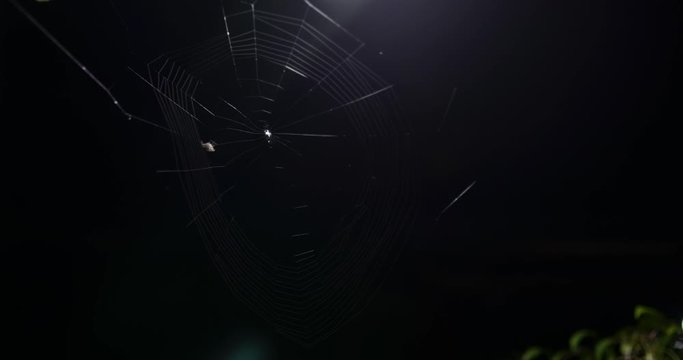 Small spider making a web at night time in timelapse video in 4k/UHD. small spider making/ building a web. spider on the web in night time. Video natural animal life in 4K/UHD