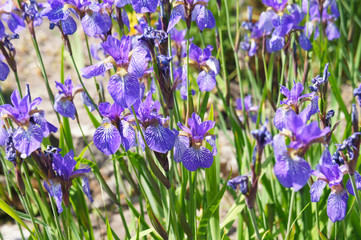 Iris sibirica violet flowers in garden