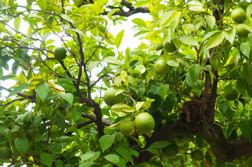 Citrus lemon tree with fruits on it 