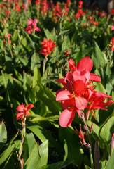 Canna indica or kana firebird red flowers verticl