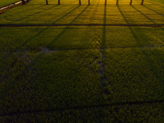 Obraz premium Green paddy rice plantation field sunrise light morning time aerial view