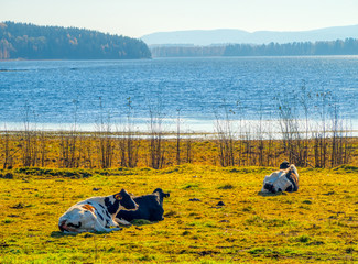 cows lying down in field by the lake