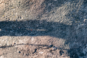 Close-up of dried tree bark.