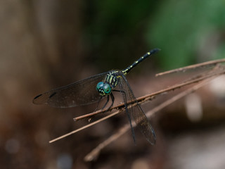 Green Dragonfly