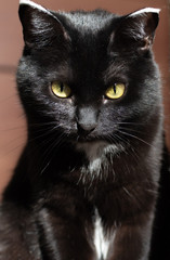 black cat with green eyes