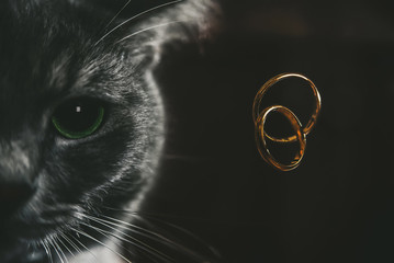 cat and wedding rings