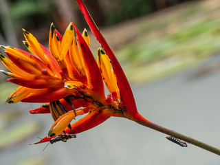 Bird of paradise