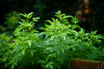 Beautiful green trees in the rainy season