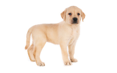 Standing white labrador puppy against a white background