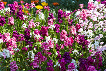 flowers in the garden